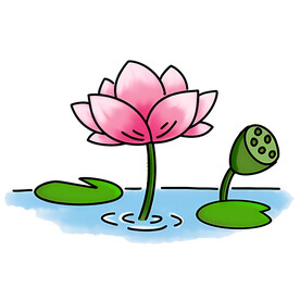 荷花素材