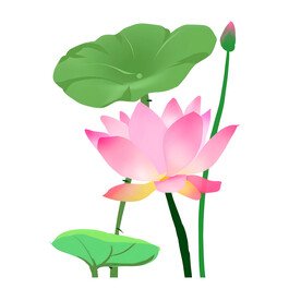 荷花素材