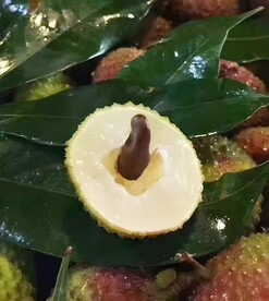 荔枝