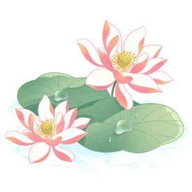 荷花素材