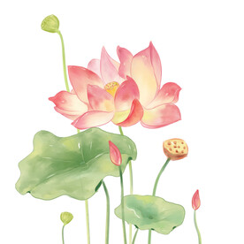 荷花素材