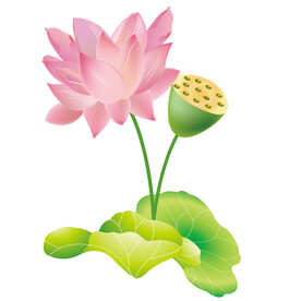 荷花素材