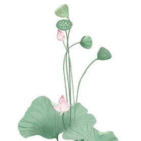 荷花素材