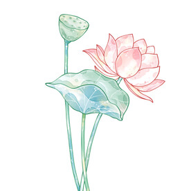 荷花素材