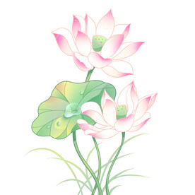 荷花素材