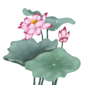 荷花素材