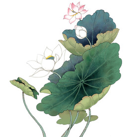 荷花素材