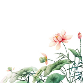 荷花素材