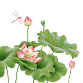 荷花素材