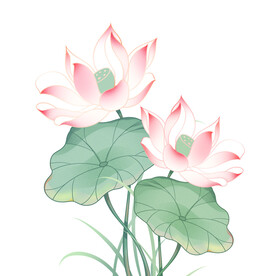 荷花素材