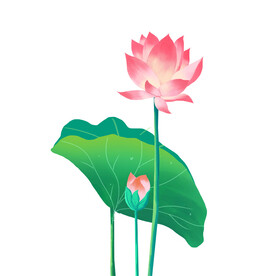 荷花素材