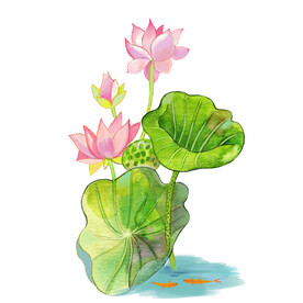 荷花素材