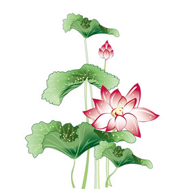 荷花素材