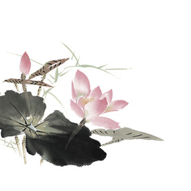 荷花素材