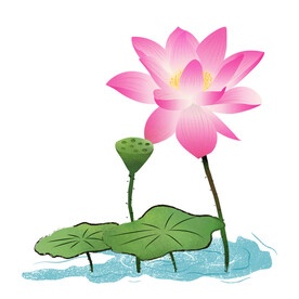 荷花素材