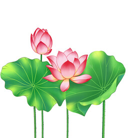 荷花素材