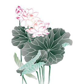 荷花素材