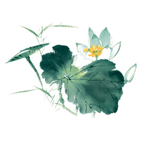 荷花素材