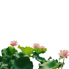 荷花素材