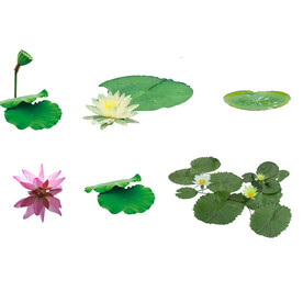 荷花素材