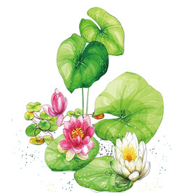荷花素材