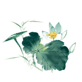 荷花素材