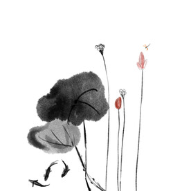 荷花素材