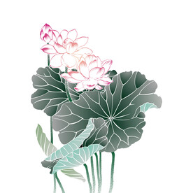 荷花素材
