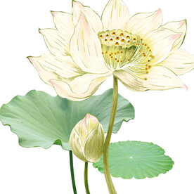 荷花素材
