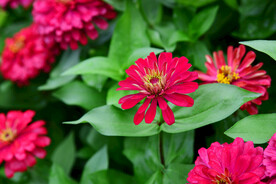 百日菊