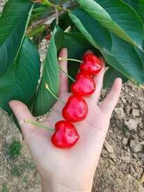 手中樱桃
