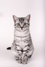 坐在白色背景前的美短猫