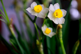 水仙花