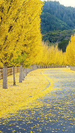 高清唯美风景拍摄竖屏素材