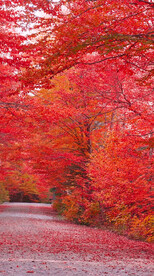 高清唯美风景拍摄竖屏素材