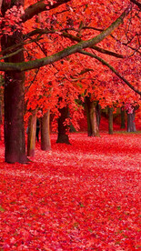 高清唯美风景拍摄竖屏素材