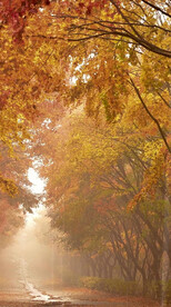 高清唯美风景拍摄竖屏素材