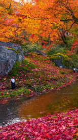 高清唯美风景拍摄竖屏素材