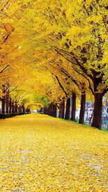 高清唯美风景拍摄竖屏素材