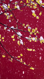 高清唯美风景拍摄竖屏素材