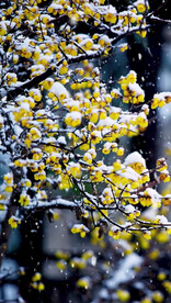 高清唯美风景拍摄竖屏素材