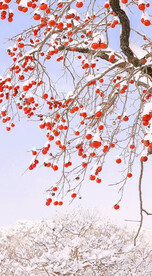 高清唯美风景拍摄竖屏素材