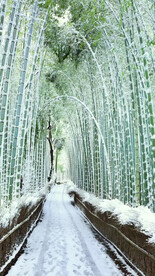 高清唯美风景拍摄竖屏素材