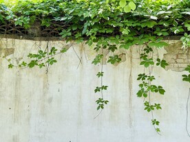 大观园园林白墙绿植