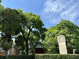 报国寺古树古碑