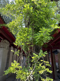 国子监孔庙古树绿植