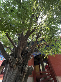 国子监孔庙古树