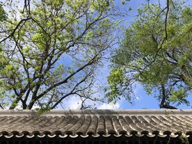 颐和园古树古建