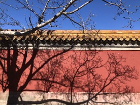 故宫古建红墙古树