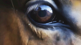 马的眼睛